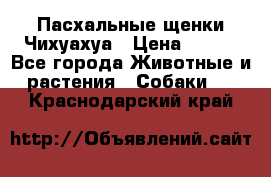 Пасхальные щенки Чихуахуа › Цена ­ 400 - Все города Животные и растения » Собаки   . Краснодарский край